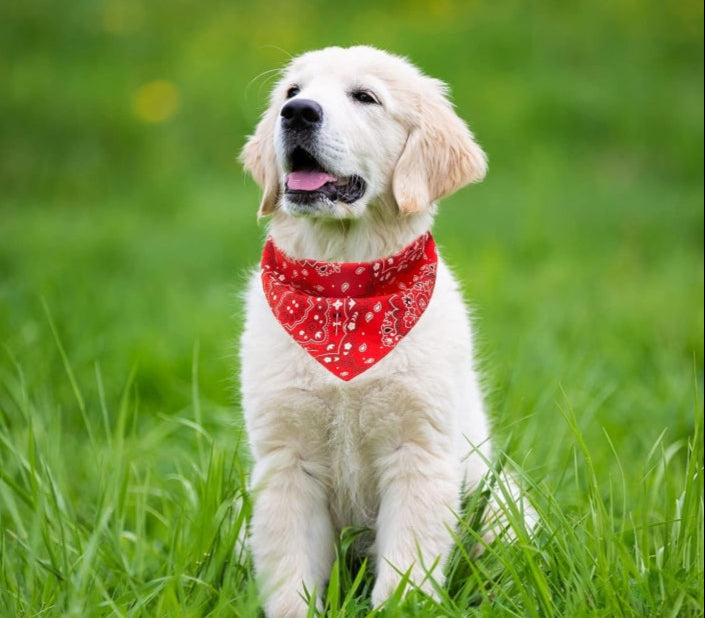 Coleira Bandana