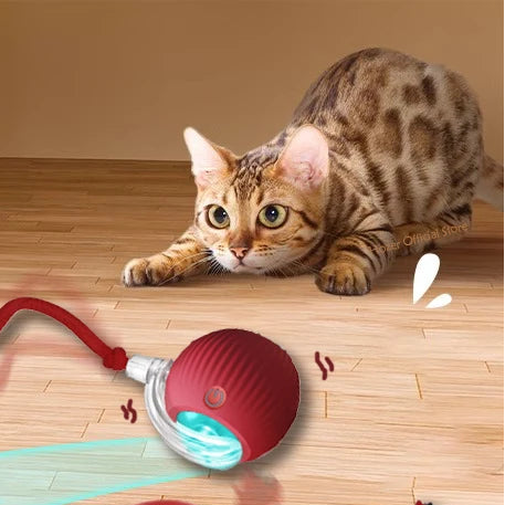 Bola automática para Cães e Gatos