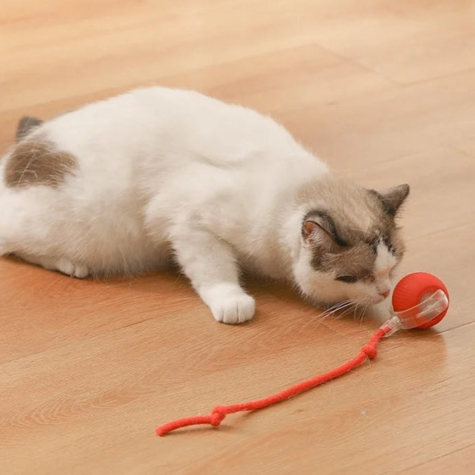 Bola automática para Cães e Gatos